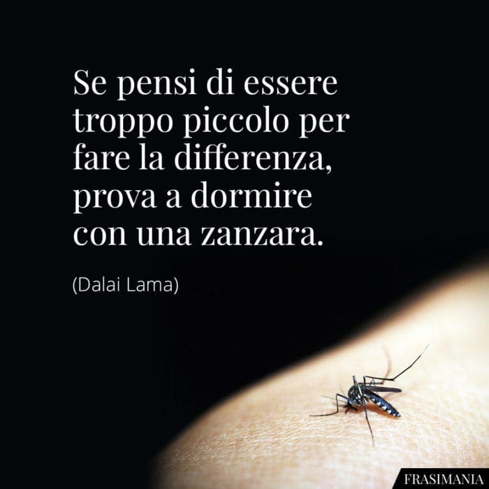 Frasi piccolo zanzara Lama