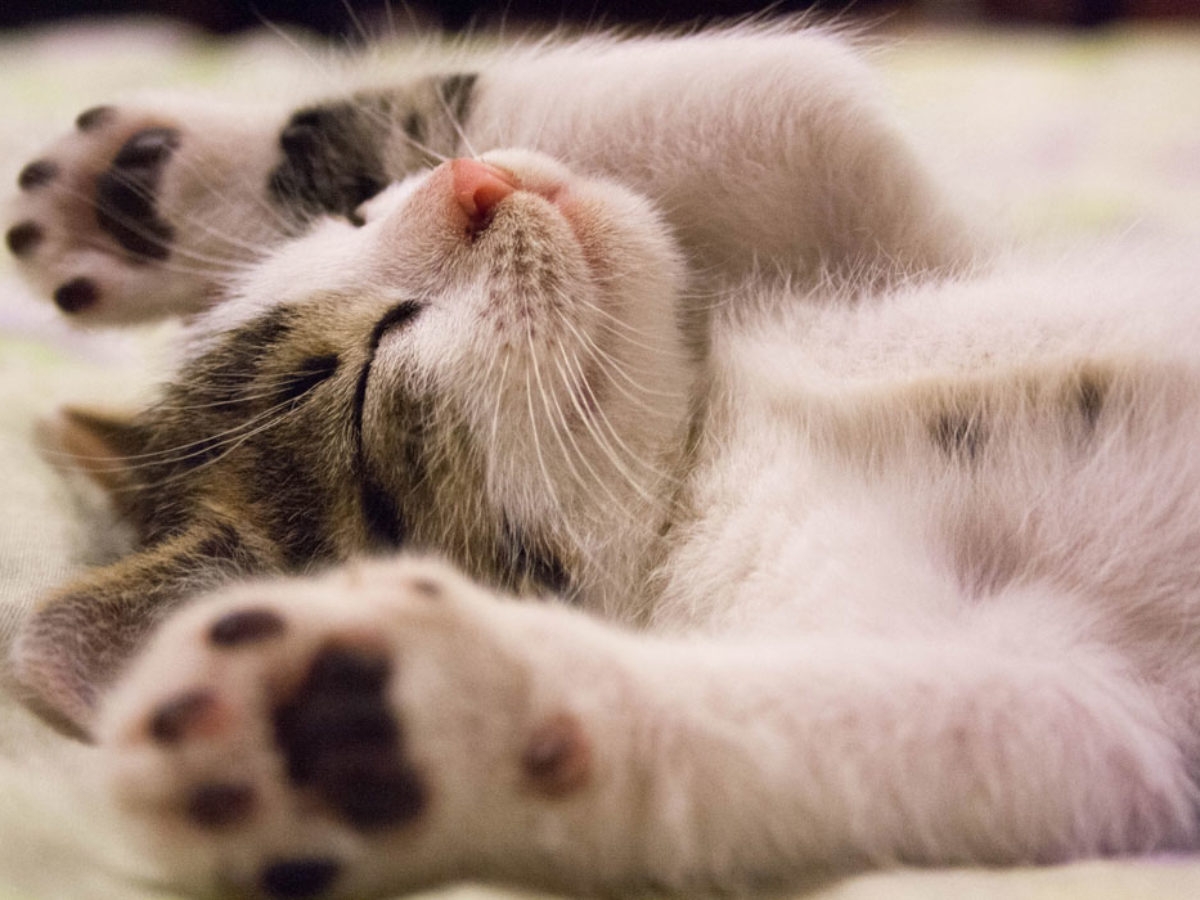 Il 17 Febbraio Si Celebra La Festa Nazionale Del Gatto Ecco La