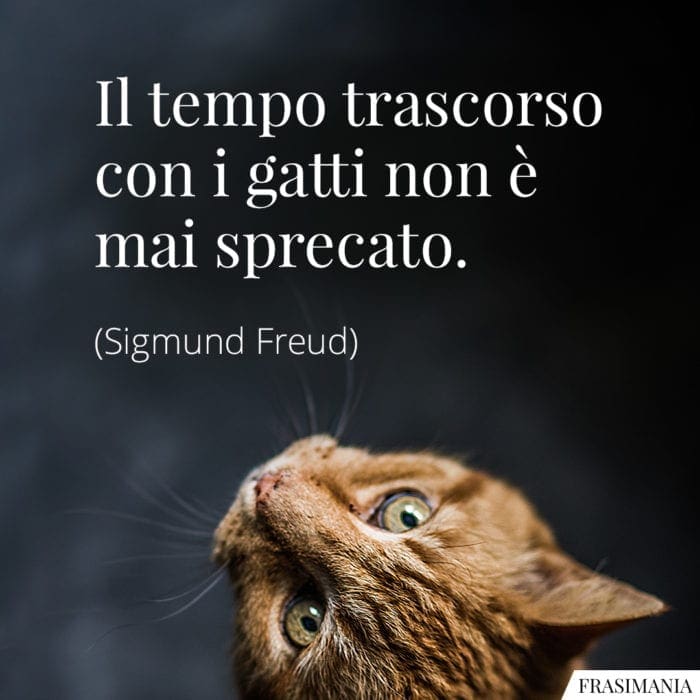 Il tempo trascorso con i gatti non è mai sprecato.