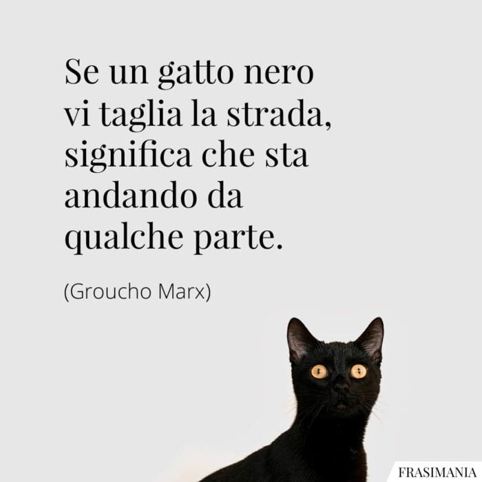 Se un gatto nero vi taglia la strada significa che sta andando da qualche parte.
