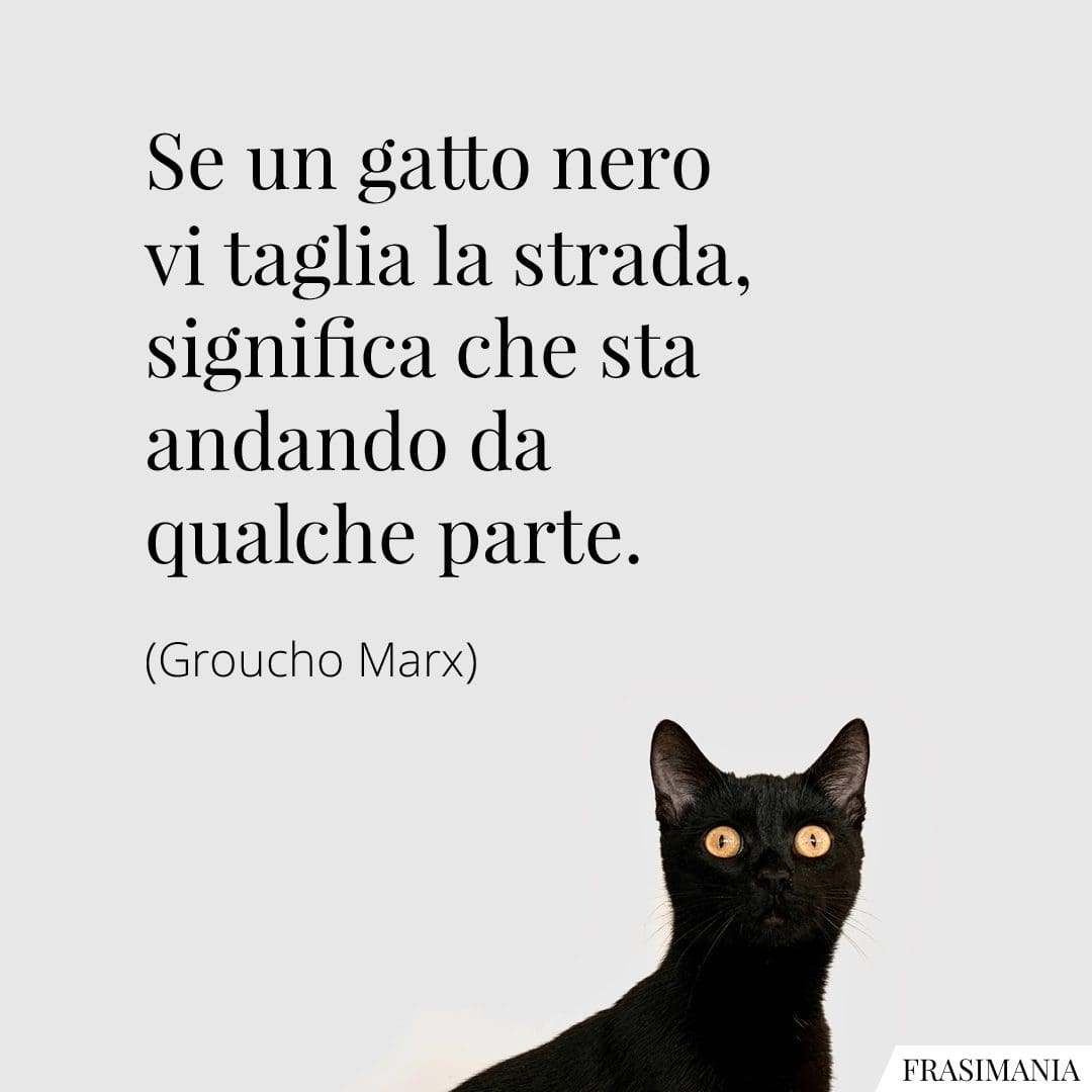 Se un gatto nero vi taglia la strada significa che sta andando da qualche parte.
