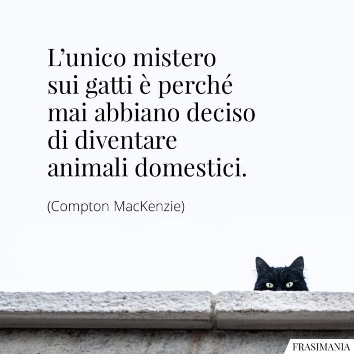 L’unico mistero sui gatti è perché mai abbiano deciso di diventare animali domestici.
