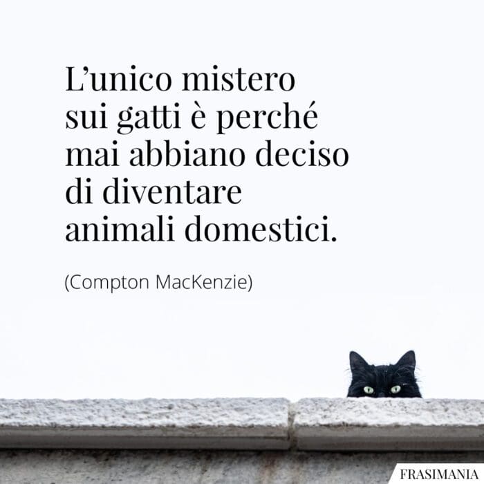 L'unico mistero sui gatti è perché mai abbiano deciso di diventare animali domestici.