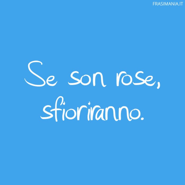 Se son rose, sfioriranno.