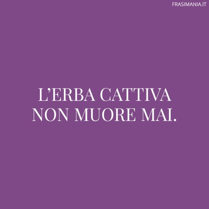 Proverbi Italiani I 125 Piu Belli E Famosi Con Significato