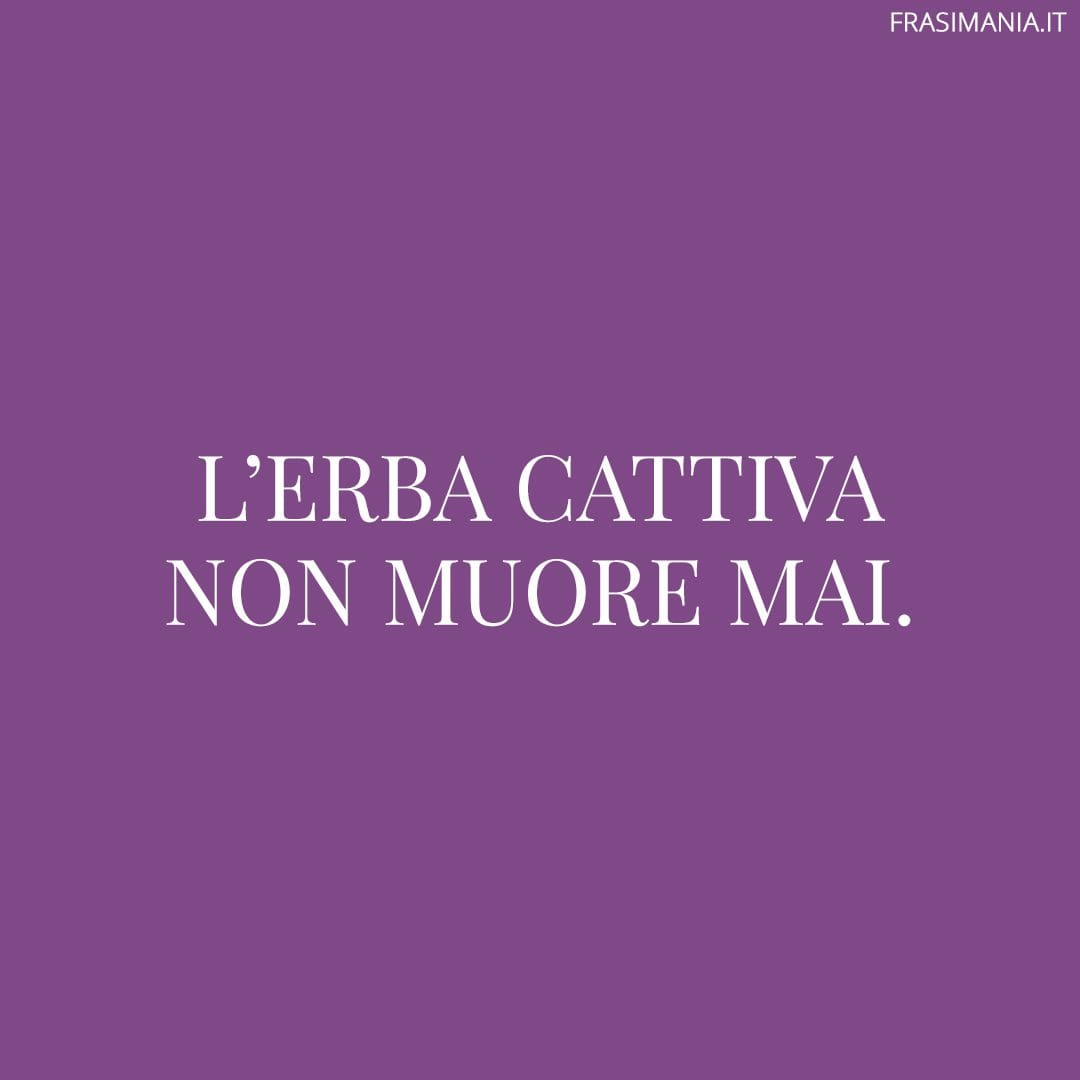 L'erba cattiva non muore mai.