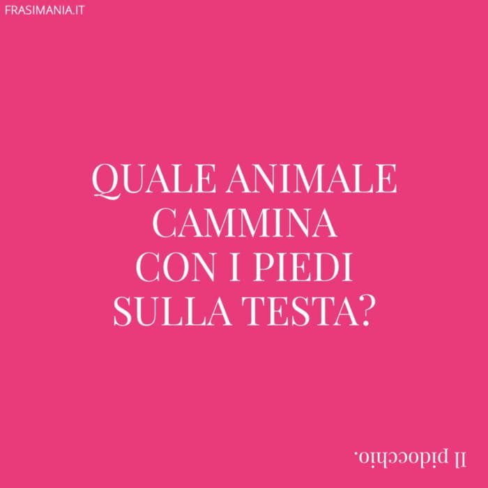 Quale animale cammina con i piedi sulla testa?