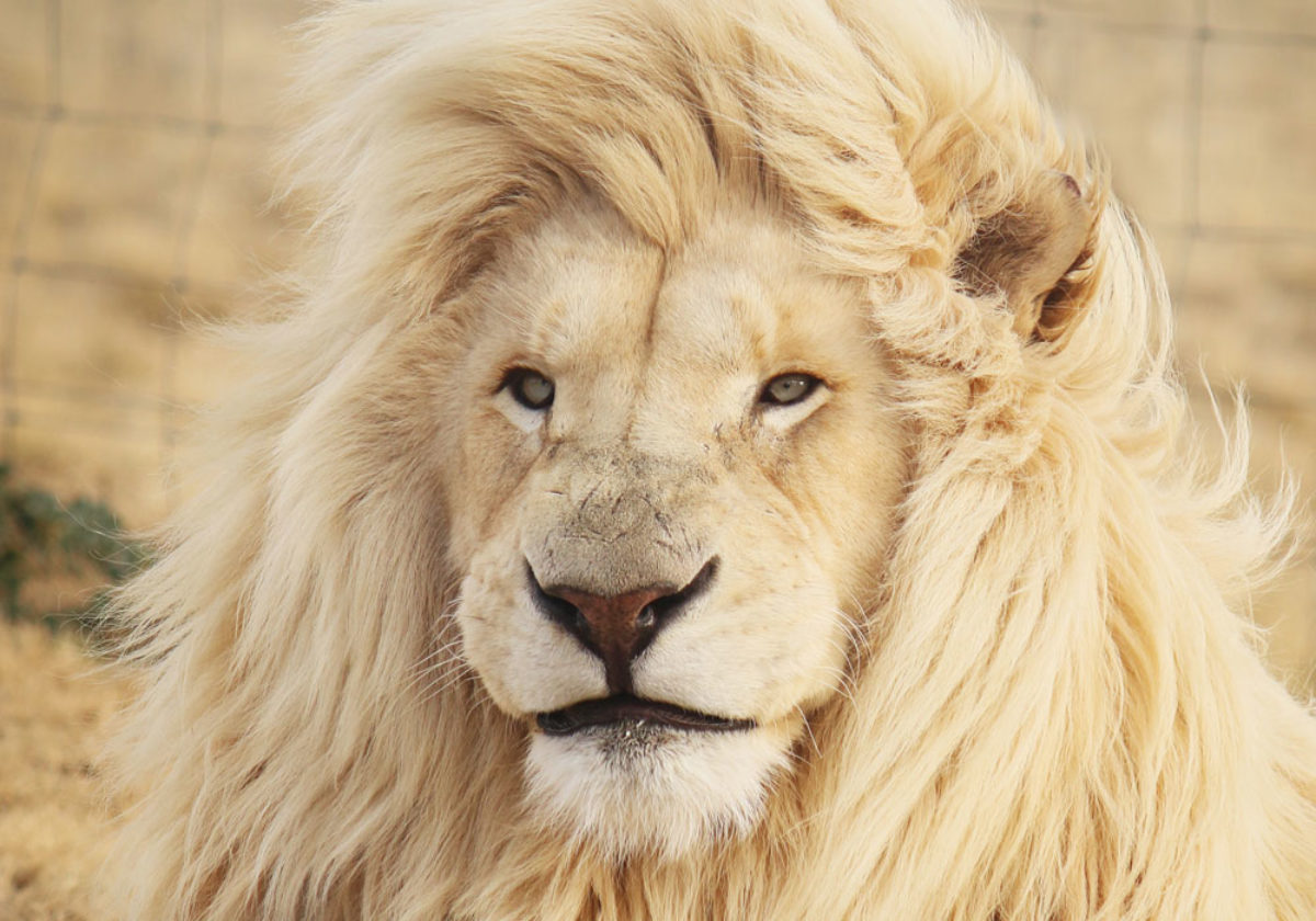 Frasi Sui Leader E Sulla Leadership Le 25 Piu Belle E Famose In Inglese E Italiano