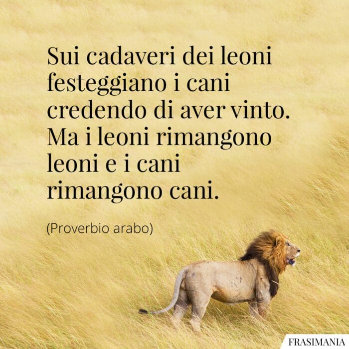 Frasi leoni cani proverbio arabo