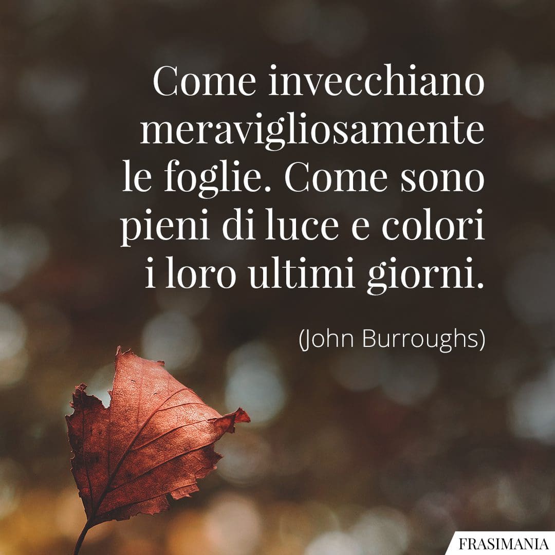 Come invecchiano meravigliosamente le foglie. Come sono pieni di luce e colori i loro ultimi giorni.