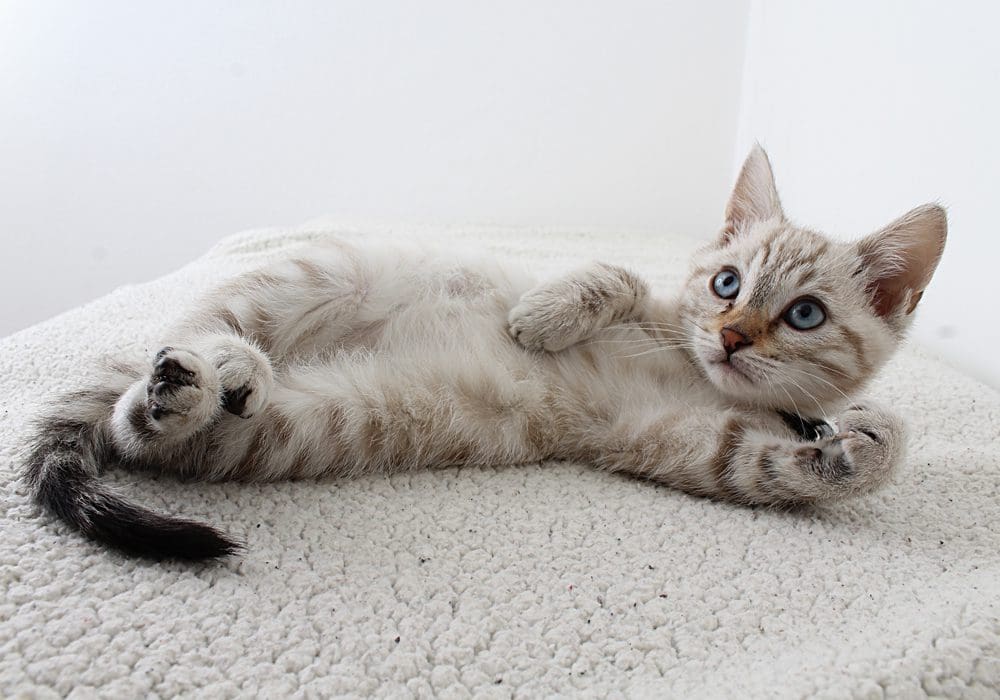 Nomi Per Gatti Neri maschi E Femmine nomi-per-gatti-neri-maschi-e-femmine