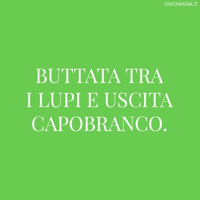 Frasi buttata lupi uscita capobranco