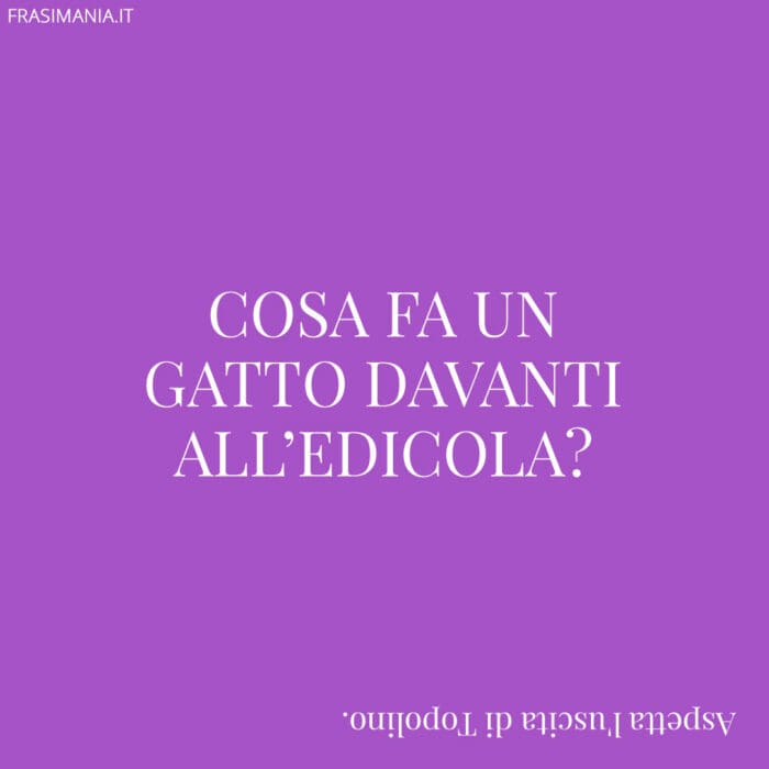 Cosa fa un gatto davanti all’edicola?