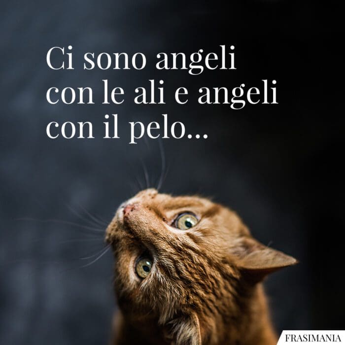 Ci sono gli angeli con le ali e gli angeli con il pelo...