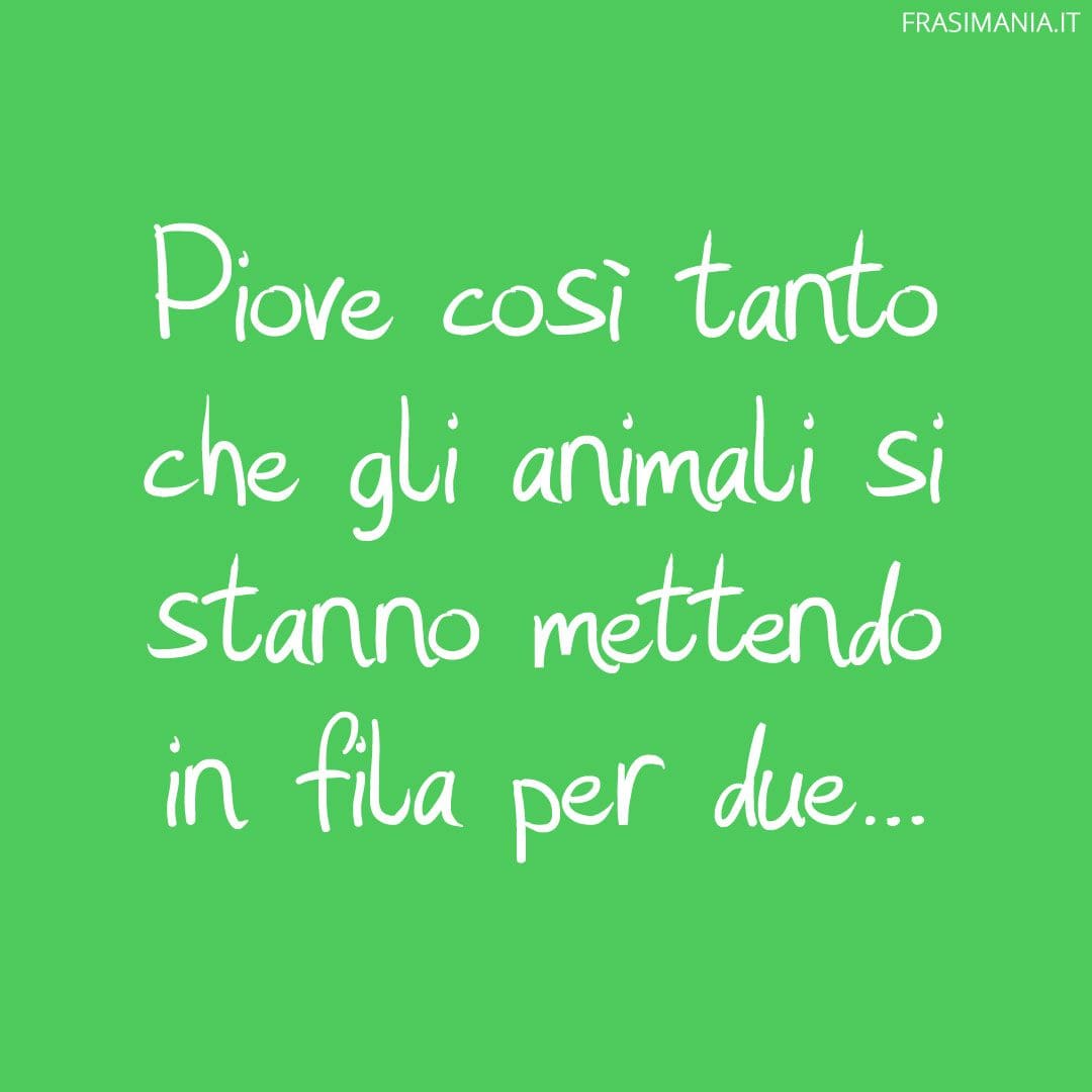 Piove così tanto che gli animali si stanno mettendo in fila per due...